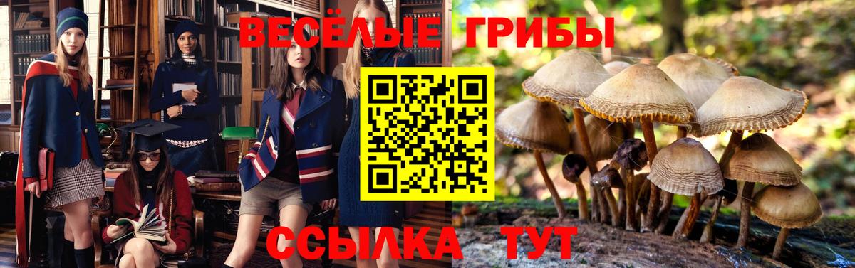дарнет шоп  Вход с VPN  Галлюциногенные грибы Psilocybe  Луга  Галлюциногенные грибы мицелий 